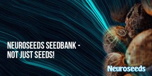 seedbank, seeds, ganja seeds, marijuana seeds, cannabis seeds, weed seeds, seedo, strain seeds,
