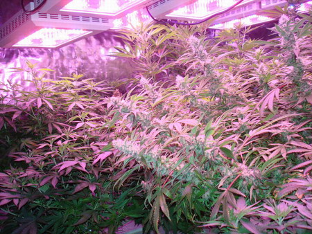 Выращивание марихуаны под лампами наркотики порошок