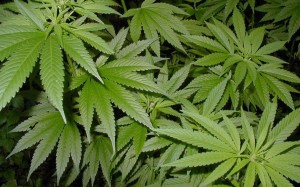 продажа в голландии марихуаны