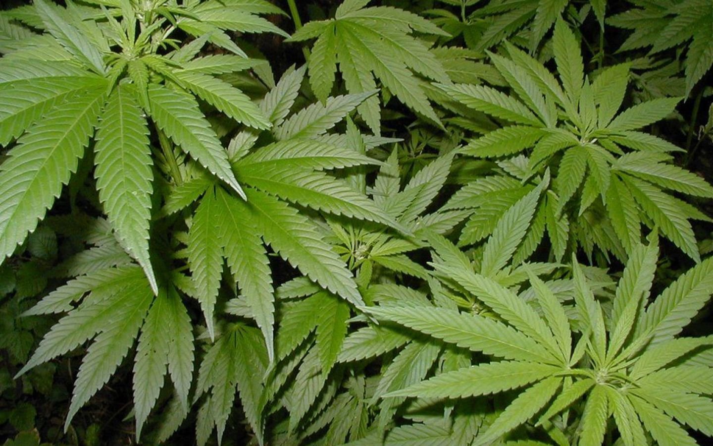 выращивание марихуаны онлайн