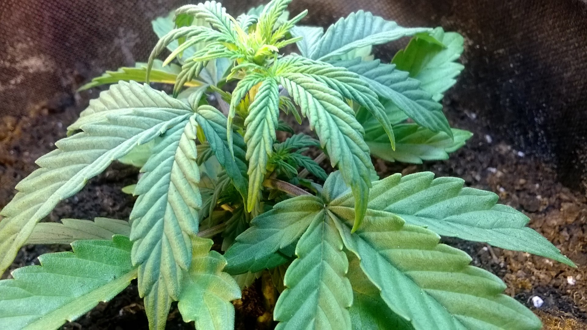 гидропоника марихуана выращивание