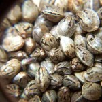 Выбираем качественные семена марихуаны
