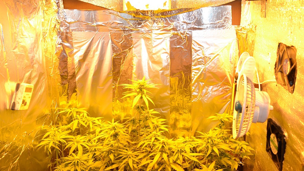 Вентилятор для выращивания марихуаны что сушить в конопле