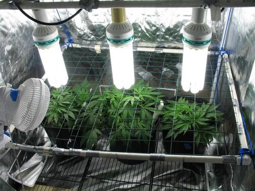 Выращивание марихуаны и домашних условиях политик выращивал своем саду марихуану
