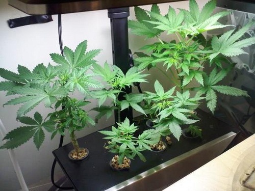 Гидропонная установка для выращивания марихуаны плакаты на тему наркотикам нет