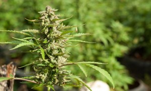 Важные аспекты при выращивании марихуаны