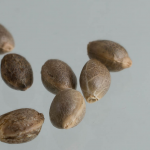 Поиск здоровых семян марихуаны