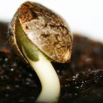 Выращивание марихуаны