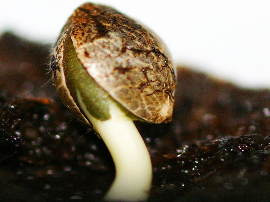 Выращивание семян марихуаны 