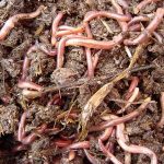 Indoor: черви помогут изготовить питательный компост