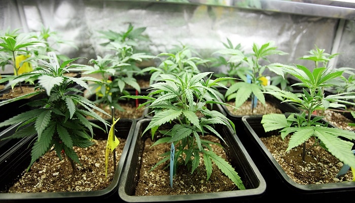 выращивание марихуаны сорта