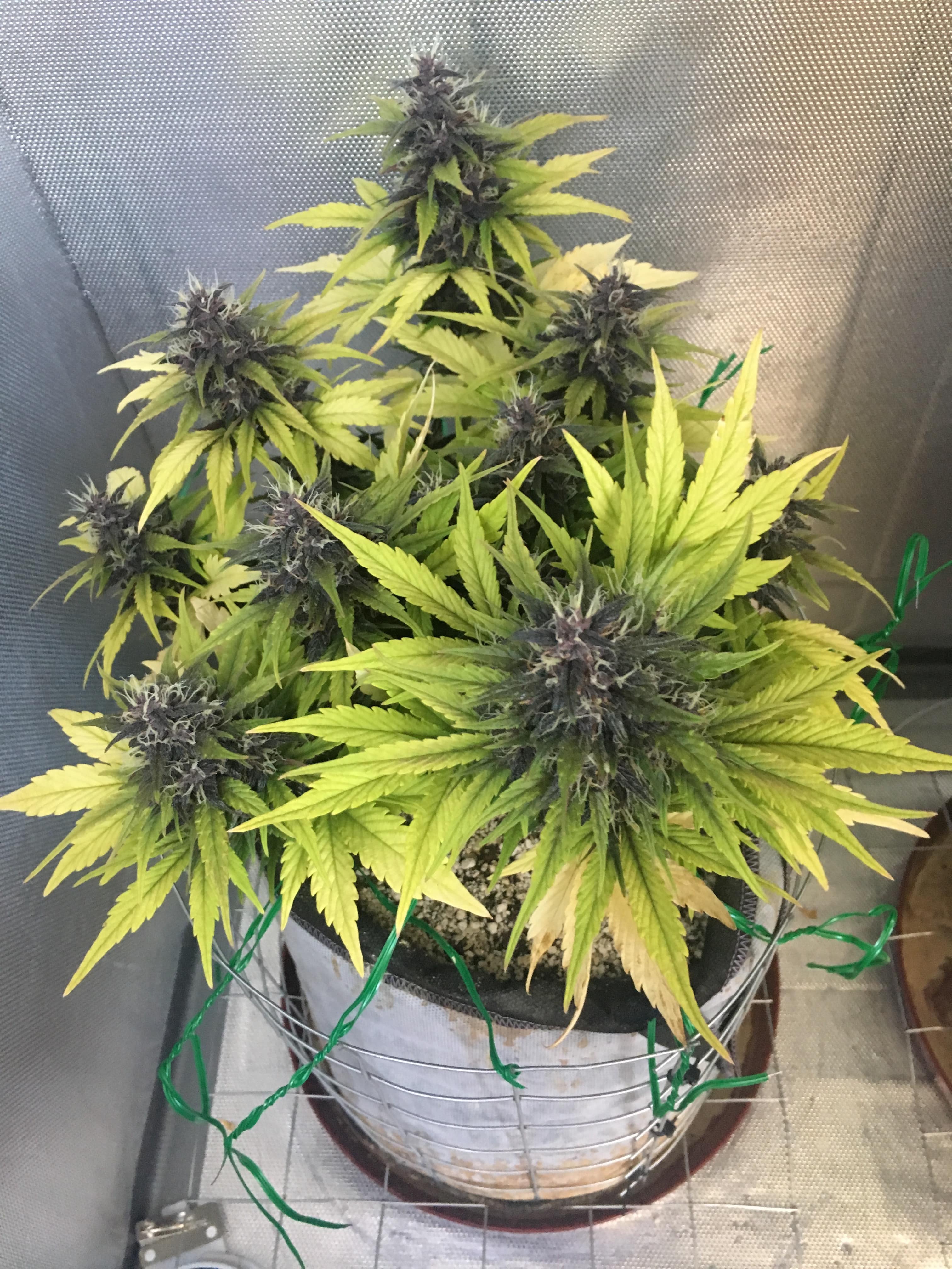 Purple. 47 days of growth