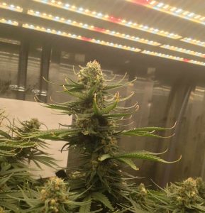 выращивание марихуанны