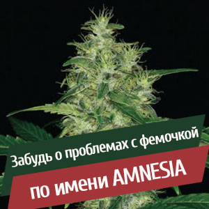 сайты по продаже семян марихуаны