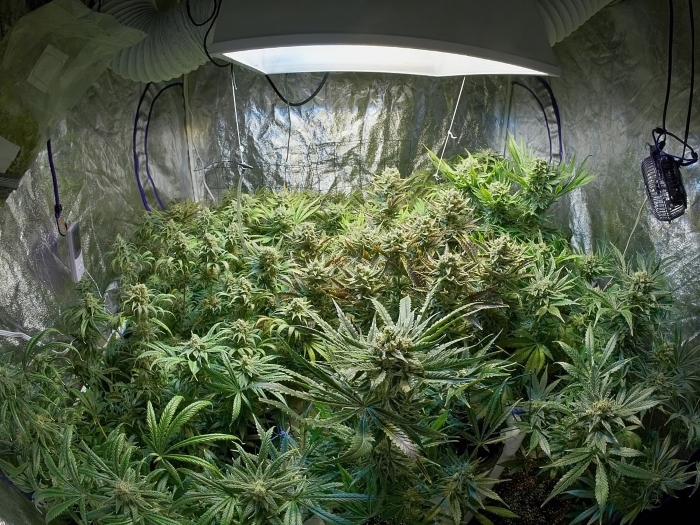 выращивание марихуаны на