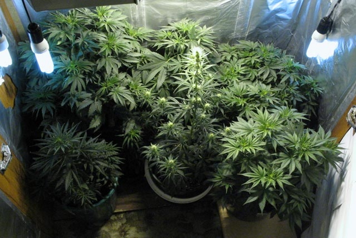 Выращивание домашней марихуаны марихуана домашнее выращивание
