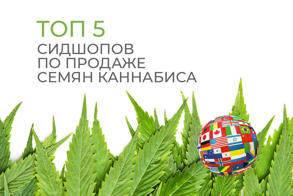 продажа семян марихуаны в молдове