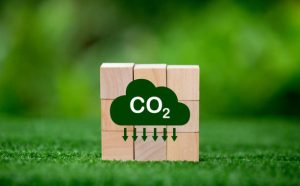 Роль обогащения CO2 при выращивании каннабиса